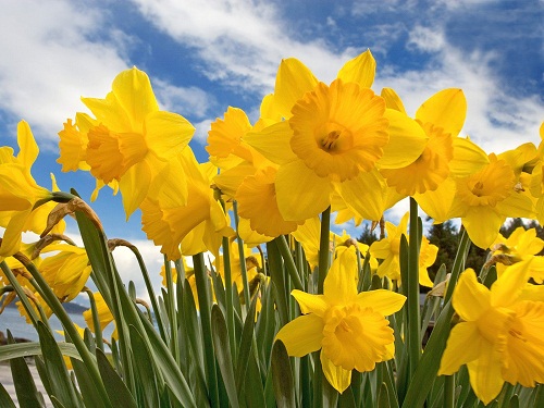 daffodilss